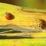 Going Their Separate Ways