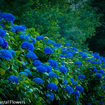 Blue Hydrangeas