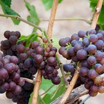 Grapes