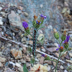 2013.08.03_07.29.06_IMG_5720