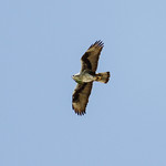 Bonelli's Eagle