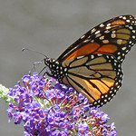 a sight for sore eyes