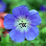 single blue flower