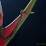 Strangers In The Night !!!!!!