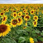 Sea of sunflowers