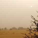 sunrise thru arcacia