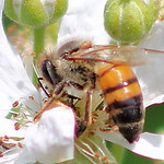 flower with small bee