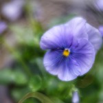 Purple pansy
