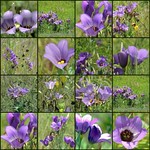 Beautiful Bluebell Bonanza