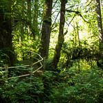 The fairy tale forest [EXPLORED]