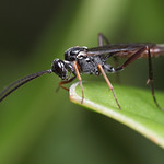 Ichneumon wasp #5