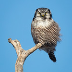 Northern Hawk-Owl, Big Bog, Minnesota, February 18th, 2017