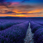 Field of lavender - Valensole