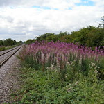 Rosebay Willowherb