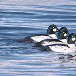 Common Goldeneye (Bucephala clangula)
