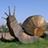 photos in Snail / Chiocciola / Escargot / Caracol / Cargol / Schnecke