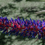 DSC_2228 Bromelia