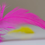 feathers
