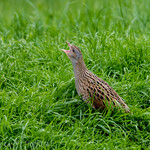 Corncrake