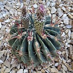 Chicago, Garfield Park Conservatory, Flowering Cactus