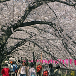 Nakameguro (9O6A5687)