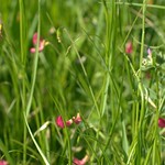 Lathyrus nissolia, Grass Vetchling, near Manor House, Cambourne, Cambridgeshire DSC_8719