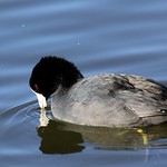 11-4-16 (149) Coot Ejoying His Reflection