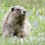 MRS_20140719_109_LM_web_1000w_v1_wm