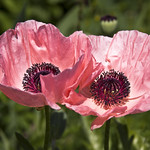 pink poppies