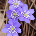 Anemone hepatica (Leberbl&uuml;mchen / kidneywort)