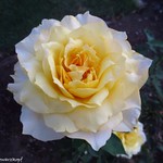 Creamy Rose