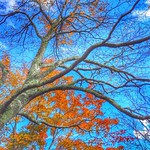 Grandfather mountain (iPhone photos)