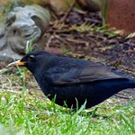 Mr Blackbird