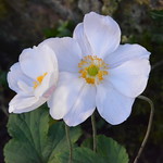 Japanese Anemone