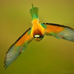 Abelharuco | Merops apiaster | Bee eater
