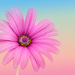 Pink Osteospermum
