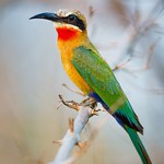 White-fronted bee-eater, South Luangwa, Zambia.