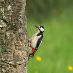 Pica-pau-malhado-grande, The Great Spotted Woodpecker(Dendrocopos major)
