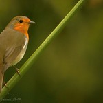 Pisco-de-peito-ruivo | Erithacus rubecula | European Robin