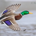 Drake Mallard