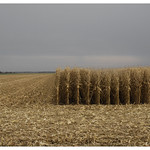 Central Illinois_0365