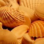Seashells