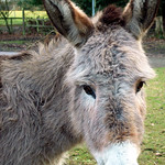 Donkey I