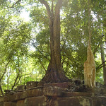 Angkor Wat Temples - Ta Prohm