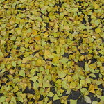 ginkgo leaves a falling