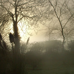 My parents' backgarden, Co Kildare, Chrismas Day 7.30am 2005.