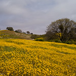Goldfields and Valley Oaks, CA 58