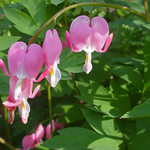 Bleeding Heart Colors
