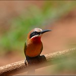 Red-throated Bee-eater.