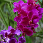 Vanda orchids